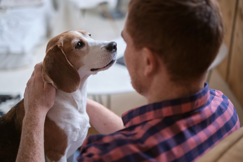 calming effect of hugging a beloved Beagle. Strategies for stress relief, adopting shelter dogs, the