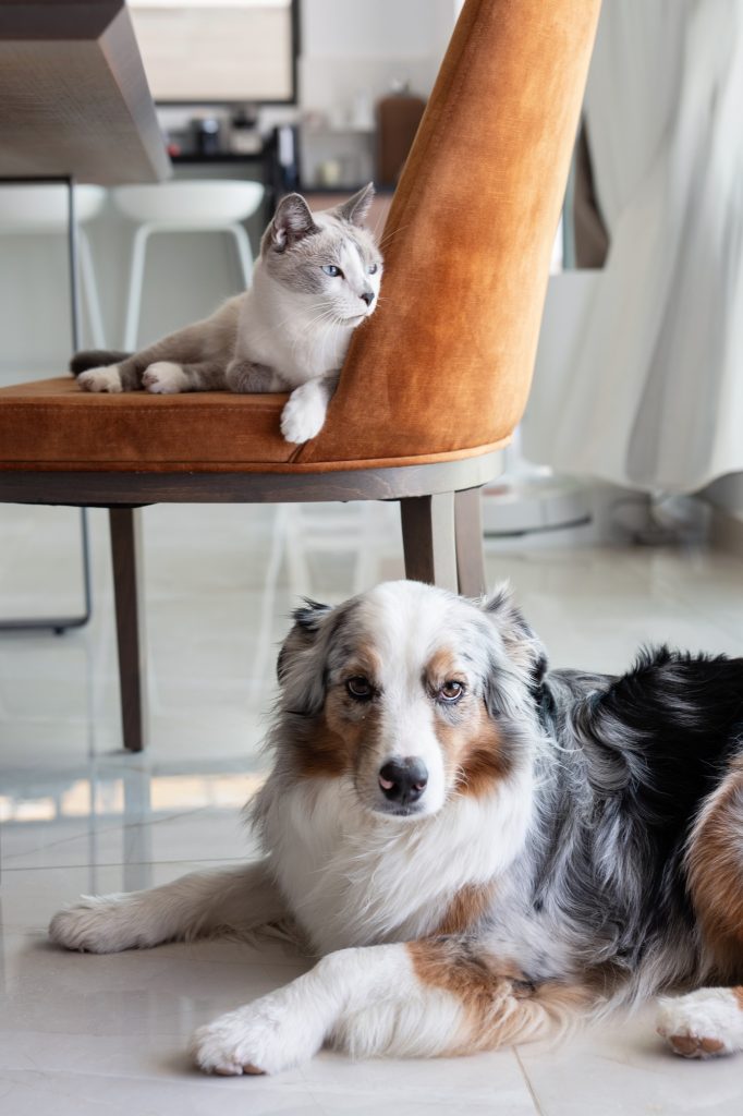 Cat and Dog Relaxing in Harmony